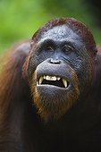Portrait of a male orangutan yawning Borneo ; Endangered species due to loss of habitat, spread of oil palm plantations