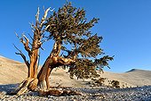 Bristlecone Pines in the White Mountains California USA ; Pines growing in high altitude (3000 m) and can survive more than 4500 years