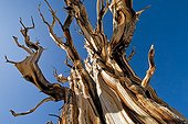 Bristlecone Pine in the White Mountains California USA ; Pines growing in high altitude (3000 m) and can survive more than 4500 years