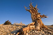 Bristlecone Pines in the White Mountains California USA ; Pines growing in high altitude (3000 m) and can survive more than 4500 years