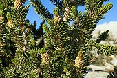 Dense foliage of a Bristlecone Pines White Mountains USA ; Pines growing in high altitude (3000 m) and can survive more than 4500 years