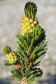 Male flowers of a Bristlecone Pines White Mountains USA ; Pines growing in high altitude (3000 m) and can survive more than 4500 years