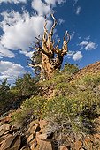 Bristlecone Pine in the White Mountains California USA ; Pines growing in high altitude (3000 m) and can survive more than 4500 years