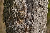 Eurasian pygmy owl at nest The Bauges Mountains France