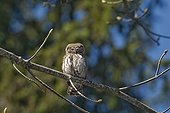 Eurasian pygmy owl on a branch The Bauges Mountains France