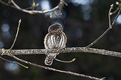 Eurasian pygmy owl on a branch The Bauges Mountains France