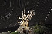 Bristlecone Pines in the White Mountains California USA ; Pines growing in high altitude (3000 m) and can survive more than 4500 years