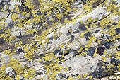 Lichens on quartzite Haute-Tarentaise Savoie France
