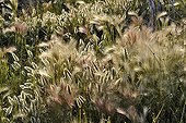 Hare's tail grass at Mono Lake California USA