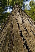 Coast Redwood in the Redwood NP California USA ; The redwoods of northern California coast can reach a height of 120 m - 90% of original forests have been razed in the early 20th century 