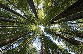 Coast Redwoods in the Redwood NP California USA ; The redwoods of northern California coast can reach a height of 120 m - 90% of original forests have been razed in the early 20th century 