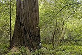 Coast Redwood in the Redwood NP California USA ; The redwoods of northern California coast can reach a height of 120 m - 90% of original forests have been razed in the early 20th century 