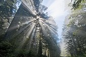 Coast Redwood in the Redwood NP California USA ; The redwoods of northern California coast can reach a height of 120 m - 90% of original forests have been razed in the early 20th century. The constant mist promote slow growth of these trees