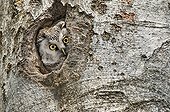 Boreal Owl in her box in spring France