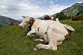 Montbéliard cows to the pasture in the Massif des Aravis
