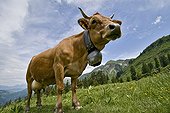 Tarine cow to the pasture in the Massif des Aravis France