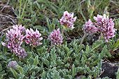 Mountain Kidney-vetch on the plateau in Lozere France