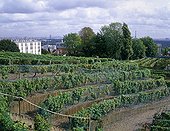 Vineyard of Suresnes with Paris on the background