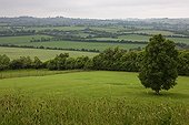 Grove on the Neolithic site of Knowth in Ireland