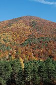 Larch Forest in Thorame Alpes-de-Haute-Provence France