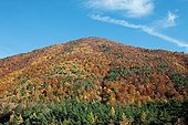 Larch Forest in Thorame Alpes-de-Haute-Provence France