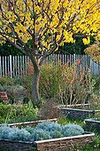 Apricot in autumn garden in Provence France