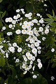 Feverfews 'Tetra White'  in bloom in a garden