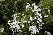 Feverfews 'Tetra White'  in bloom in a garden
