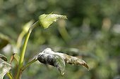 Powdery mildew on a rosebush in a greenhouse France