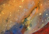 Close-up of arm and hand of a tadpole Common Midwife Toad