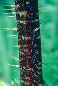 Nettle plant close-up