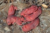 Five newborn Black Rats