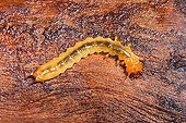 Beetle larva on decaying timber