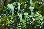 Close-up of Lichens and moss
