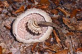 Parasol mushroom on wood soil falling down