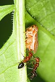 Adult Froghopper sap-sucking on stem with two Ants