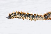 Pine Processionary Moth caterpillar on white wall