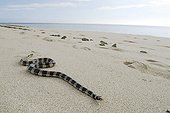 Banded Sea snake on the beach of the island New Caledonia