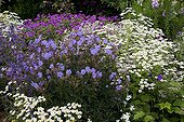 Feverfew and geraniums in bloom in a garden