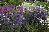 Feverfew and geraniums in bloom in a garden