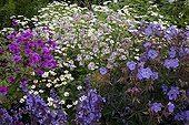 Feverfew and geraniums in bloom in a garden