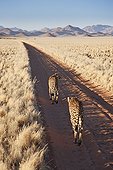 Couple of cheetahs walking down dirt road Namibia ; In the private reserve named "N/a’an ku sê", welfare programs and health support converge to maintain populations of Bushmen in good health and to reintroduce the wild Cheetahs. This nomadic group of hunter-gatherers has a history dating back over 20,000 years. Their close relationship and perfect their knowledge of animals allowed to live and feed in the deserts of southern Africa.