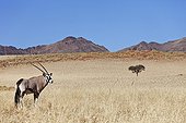 Gemsbok in typical desert habitat Namibia ; In the private reserve named "N/a’an ku sê", welfare programs and health support converge to maintain populations of Bushmen in good health and to reintroduce the wild Cheetahs. This nomadic group of hunter-gatherers has a history dating back over 20,000 years. Their close relationship and perfect their knowledge of animals allowed to live and feed in the deserts of southern Africa.
