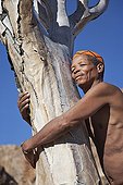 Ederly San man hugging quiver tree Namibia ; In the private reserve named "N/a’an ku sê", welfare programs and health support converge to maintain populations of Bushmen in good health and to reintroduce the wild Cheetahs. This nomadic group of hunter-gatherers has a history dating back over 20,000 years. Their close relationship and perfect their knowledge of animals allowed to live and feed in the deserts of southern Africa.