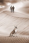 Caracal on dunes with San hunters in the background Namibia ; In the private reserve named "N/a’an ku sê", welfare programs and health support converge to maintain populations of Bushmen in good health and to reintroduce the wild Cheetahs. This nomadic group of hunter-gatherers has a history dating back over 20,000 years. Their close relationship and perfect their knowledge of animals allowed to live and feed in the deserts of southern Africa.