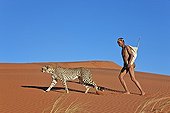 Chasseur portant arc et flèche avec un Guépard en Namibie ; Dans la réserve privée nommée "N/a’an ku sê, les programmes de protection et d'aide sanitaire convergent pour maintenir les populations de Bochimans en bonne santé et pour réintroduire les Guépards sauvages.