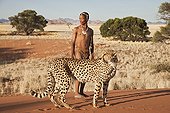San hunter armed with traditional bow and arrow with cheetah ; In the private reserve named "N/a’an ku sê", welfare programs and health support converge to maintain populations of Bushmen in good health and to reintroduce the wild Cheetahs. This nomadic group of hunter-gatherers has a history dating back over 20,000 years. Their close relationship and perfect their knowledge of animals allowed to live and feed in the deserts of southern Africa.