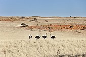 Ostrich grazing in desert habitat Namibrand NR Namibia