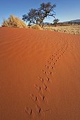 Animal tracks in red sand in the south-west Namib desert