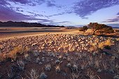 Setting sun lights up unique scenery of Namib desert